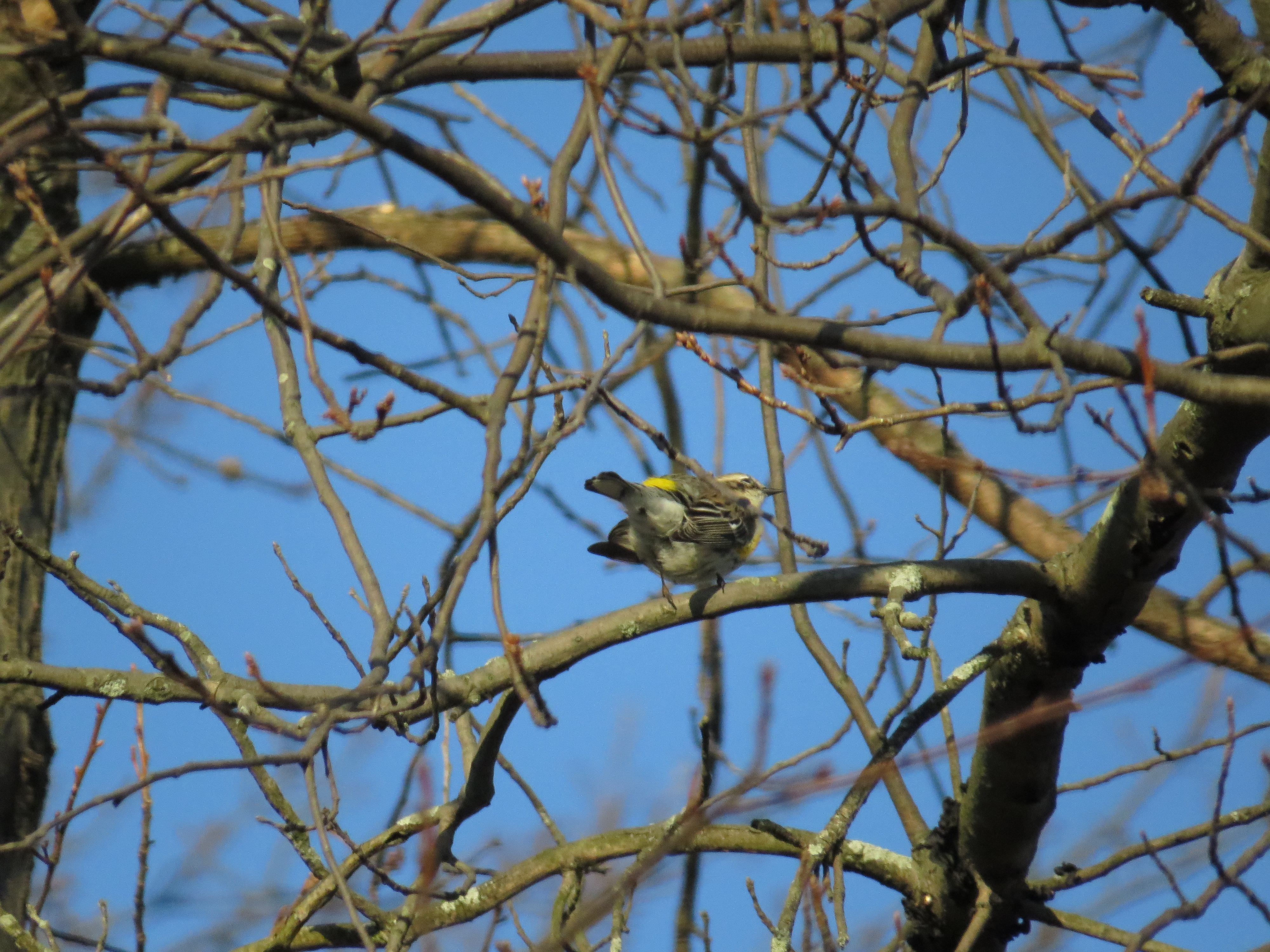 differnt-angles-yellow-rump-warbler-5