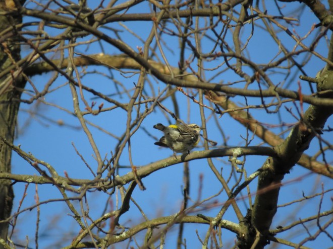 differnt-angles-yellow-rump-warbler-5