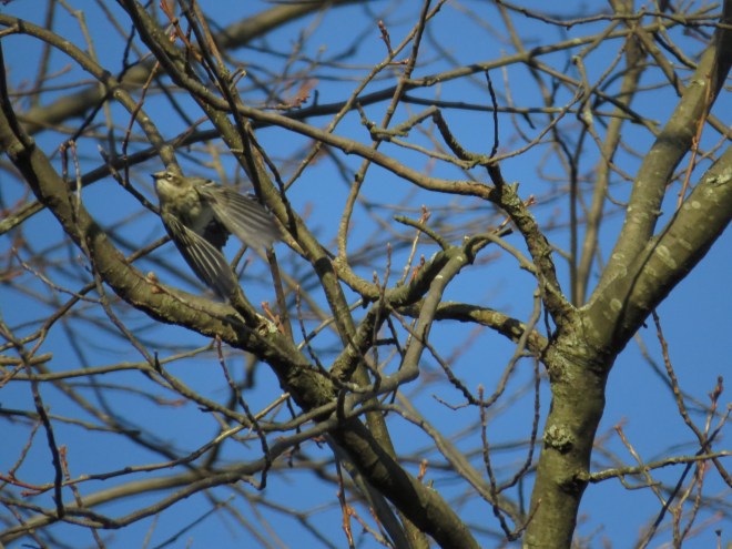 yellow-rump-warbler-in-flight