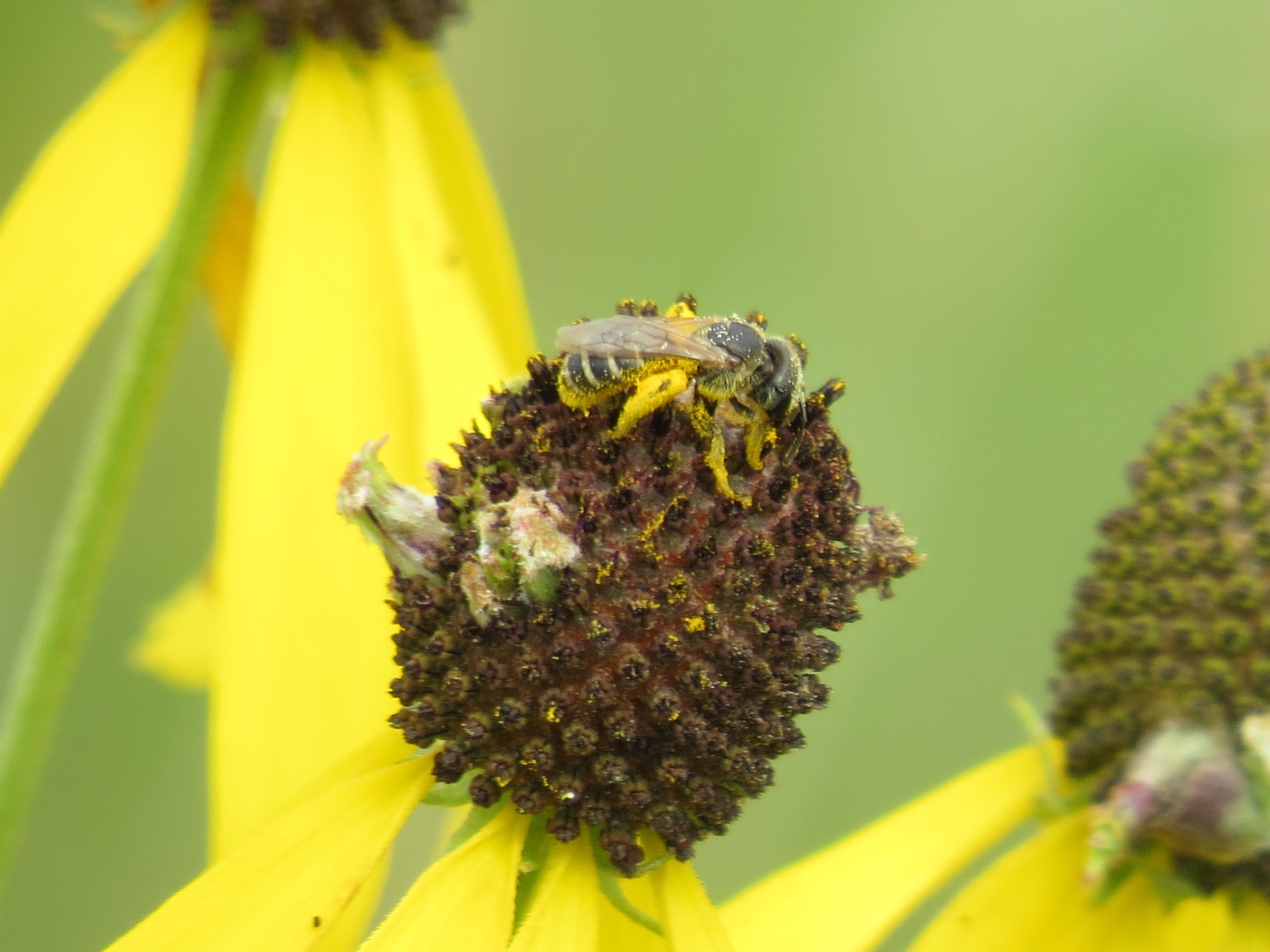 tiny bee pollen legs on coneflower fernald