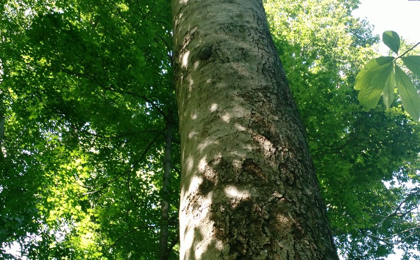 The Sad Magic of Good&nbsp;Days